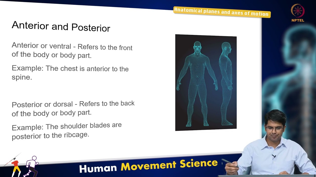 Anatomical planes and axes of motion