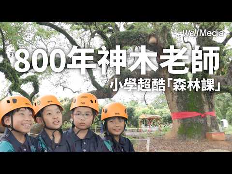 從800年神木看世界!南投平頂國小超酷森林課 在樹冠層學歷史、練專注【WellTalk】