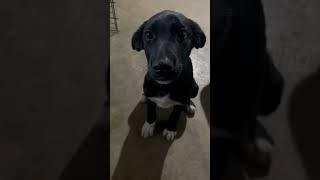 Video preview image #1 Shepradors Puppy For Sale in Macon, MO, USA