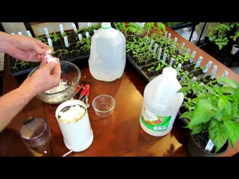 How to Make an Eggshell & Vinegar Fertilizer to Manage Blossom End Rot - Recipe & Use: DIY Ep-2