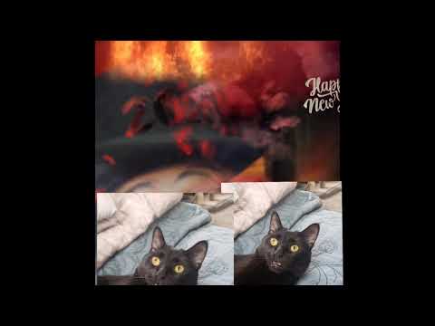 Casey Moo🎩 "Tim Storms:only animals can hear THAT!🤣