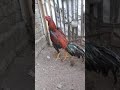 Ayam Pukul Terbang