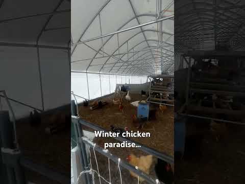 Winter Chicken Paradise: Snow Doesn't Stop Happy Hens