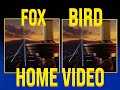 Fox Bird Home Video Logo
