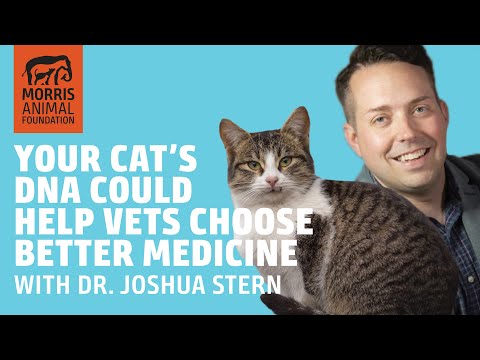 Your cat's DNA could help vets choose better medicine