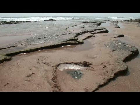 Maroko paplūdimyje rasti puikiai išsilaikę dinozaurų pėdų įspaudai