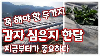 감자심은지 한달 꼭 해 줘야할 두가지 북주기 감자싹 순 정리 감물감자 괴산감자 수미감자 하지감자 [감자재배방…
