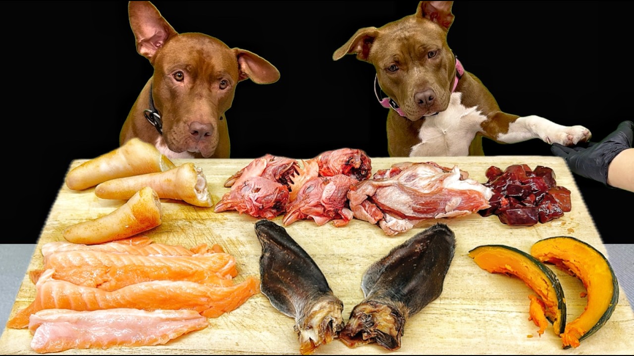 クセになるASMR!!ピットブルが豪快に骨を噛み砕く咀嚼音がやばすぎる