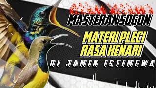 Download lagu MASTERAN SOGON | MATERI PLECI RASA KENARI ISTIMEWA #sogon #sogongacor #sogokontong mp3