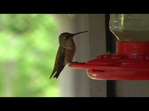 2017 05 14 Hummingbirds full
