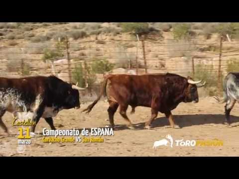 Toropasión - Reportaje toros Feria de La Magdalena 2012 de Castellón