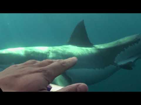 Над глубиной: Хроника выживания - Trailer