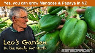 Leo's Papaya, growing on a windy ridge