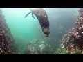 Südafrika 2017 - Seelöwen vor Simonstown, Seelöwen, Pisces Divers, Simonstown (Kap-Halbinsel), Südafrika