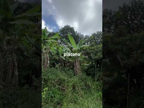 TERRENO EN VENTA EN LA PALMA CHALATENANGO