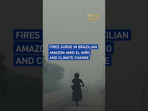 Fires surge in Brazilian Amazon amid El Niño and climate change#worldnow