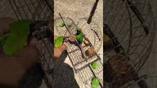 Download lagu Pikat hijau kecik miee tiger menapau mp3 Download lagu Pikat hijau kecik miee tiger menapau mp3