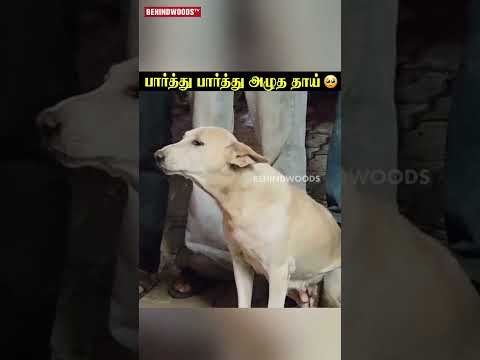 எவ்ளோ முயன்றும் குட்டியை காப்பாத்த முடியல🥺பார்த்து பார்த்து அழுத தாய் நாய்