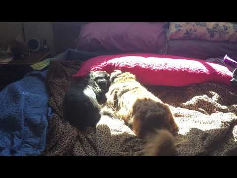 Clash of the tiny titans.