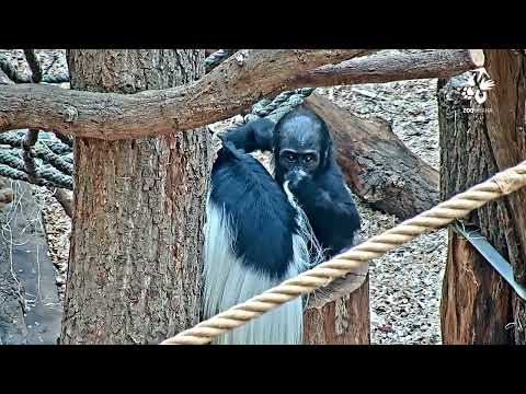 Rezervace Dja: Mobi a guerézy