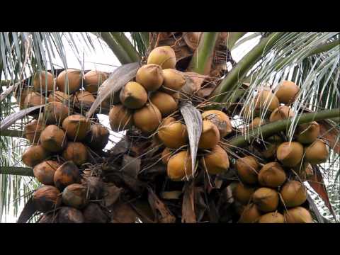 download lagu mp3 mp4 Kelapa Matag, download lagu Kelapa Matag gratis, unduh video klip Kelapa Matag