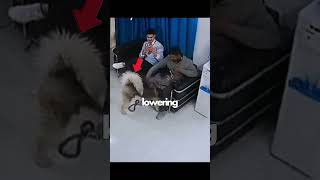 Siberian husky Charges at a Man at the Vet!