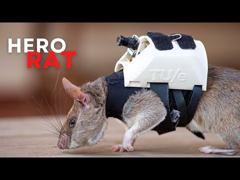 These Rats With Tiny Backpacks May Soon Become The Heroes Of Search And Rescue Operations