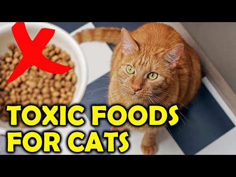 10 Foods That Are Toxic To Cats/All Cats