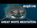 Explore: Great White Meditation