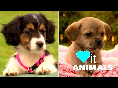 Chihuahua Pug V S Cavalier King Charles Spaniel Sheltie Cross
