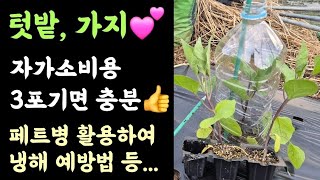 텃밭, 가지???? 3포기면 자가소비용 충분 ???? 페트병 활용하여 냉해 예방법 등... ????