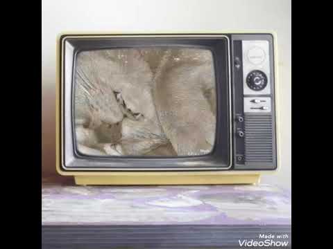 The Ziggy and Marley Show