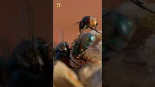 Blow Fly Sounds (The Intense Buzzing of Feeding Insects)