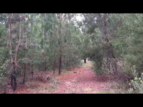 CAMPO FORESTADO EN CERRO LARGO...