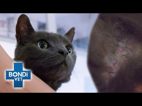 Owner Shocked To Find Cat infested With Fleas | Bondi Vet
