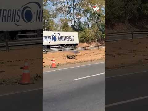 Fim de semana violento nas rodovias de Goiás deixa quatro mortos e 28 feridos
