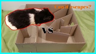 How to make a maze for Guinea Pig