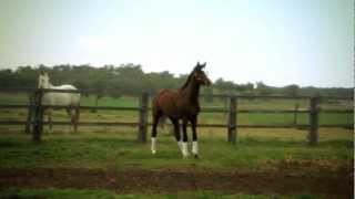 VIDEO: THE PHENOMENAL FREE JUMP OF CALGARY GNZ. FROZEN SEMEN AVAILABLE.
