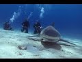Why we dive in Bahamas?, tauchen mit haien, tauchen auf bahamas, tauchbasis bahamas, Viva Diving, Grand Bahama, Bahamas
