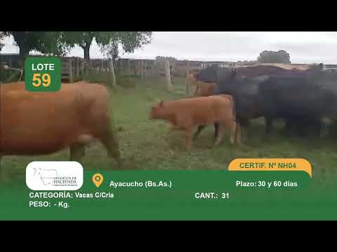 Lote VC C/CRIA - Ayacucho Bs As