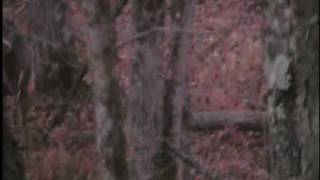 preview picture of video 'Bow Hunting 2009 - Waupaca Wisconsin  - With sound'
