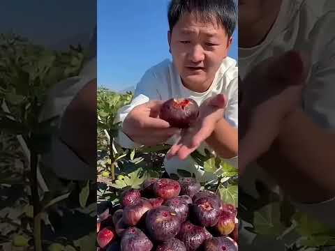 China Is Known As The King Of Fruit #shorts