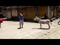 Funny Video In Front Of Donkey Man Makes Donkey Sound Donkey Aslo Replies