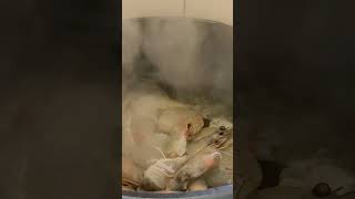 Download lagu stir fry shrimp #shorts #asmr #satisfying mp3