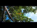 Tipsy Mabhandity Murombo Munhu Offical Video 2018