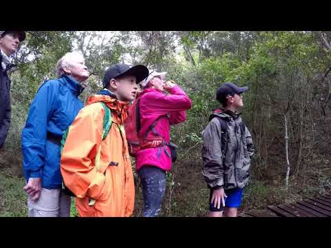 Garden Route Birding - calling in a Narina Trogon