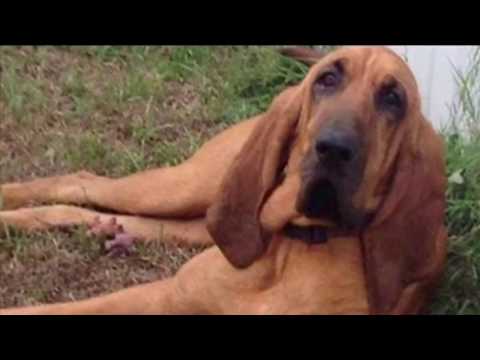 YouTube video about: How to catch a dog in survival mode?