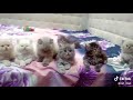 Cute Cat WhatsApp Status Funny WhatsApp Status Cat Comedy WhatsApp Status WhatsApp Status Song