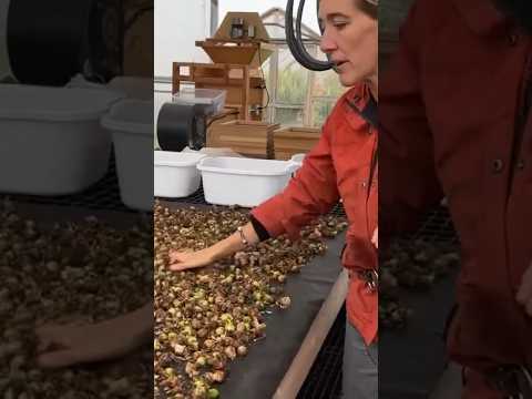 Learn how to save your dahlia seeds