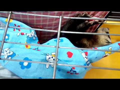 Утренняя прогулка с хорьками!Продолжение следует...!